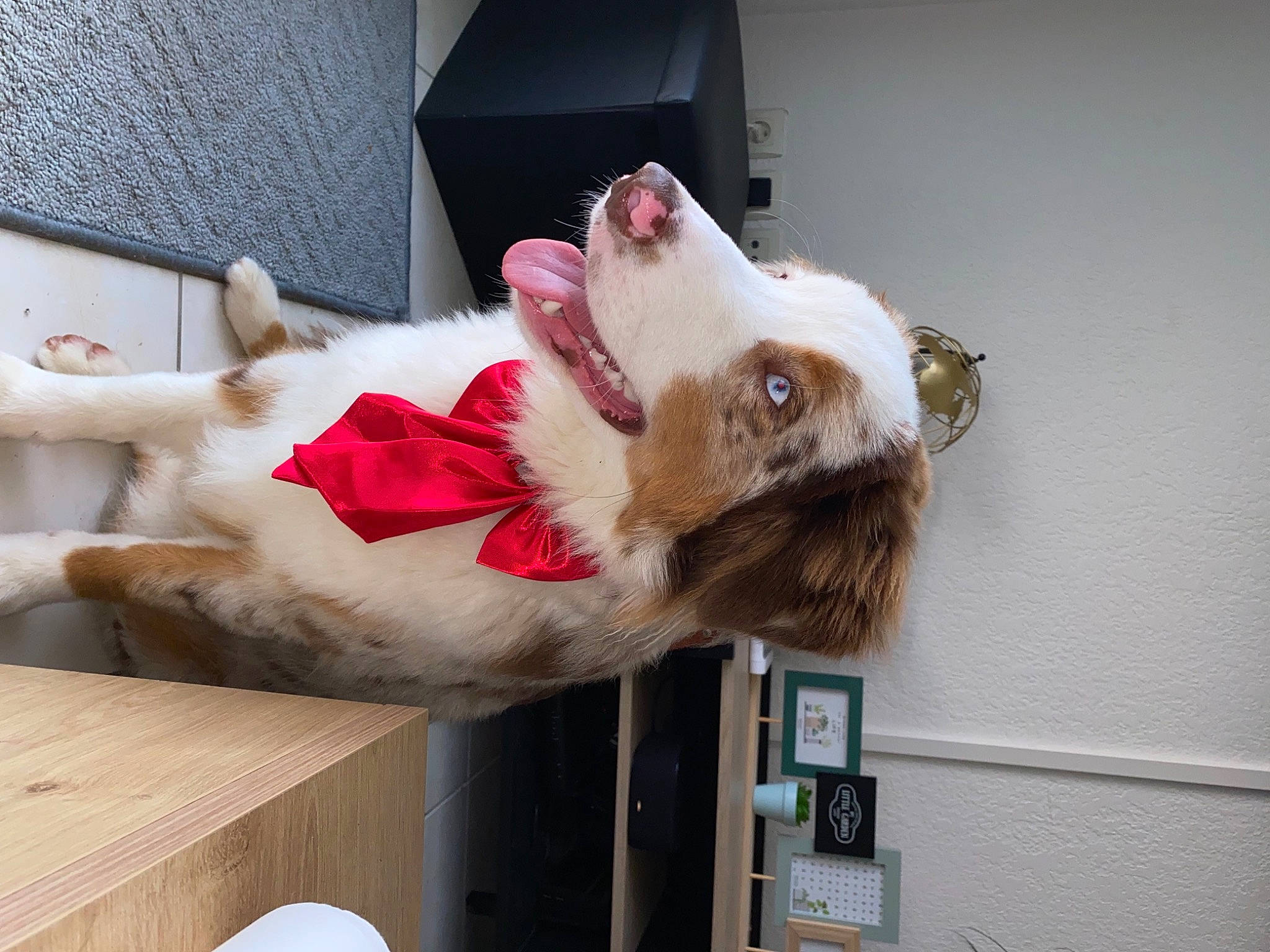 Ryder participe au concours pour gagner de l'argent avec cette photo : canidae, carnivore, collar, companion_dog, corgi_chihuahua, dog, dog_breed, dress, fawn, felidae, flooring, fur, gesture, non_sporting_group, room, small_to_medium_sized_cats, sporting_group, tail, whiskers, window