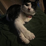 Paris is registered to the contest to win money with this photo: cat, black_and_white, pet, collar, moon_charm, paws, blanket, indoor, feline, relaxed, stretching, whiskers, cute, animal, fur, portrait, domestic, cozy, resting, curious