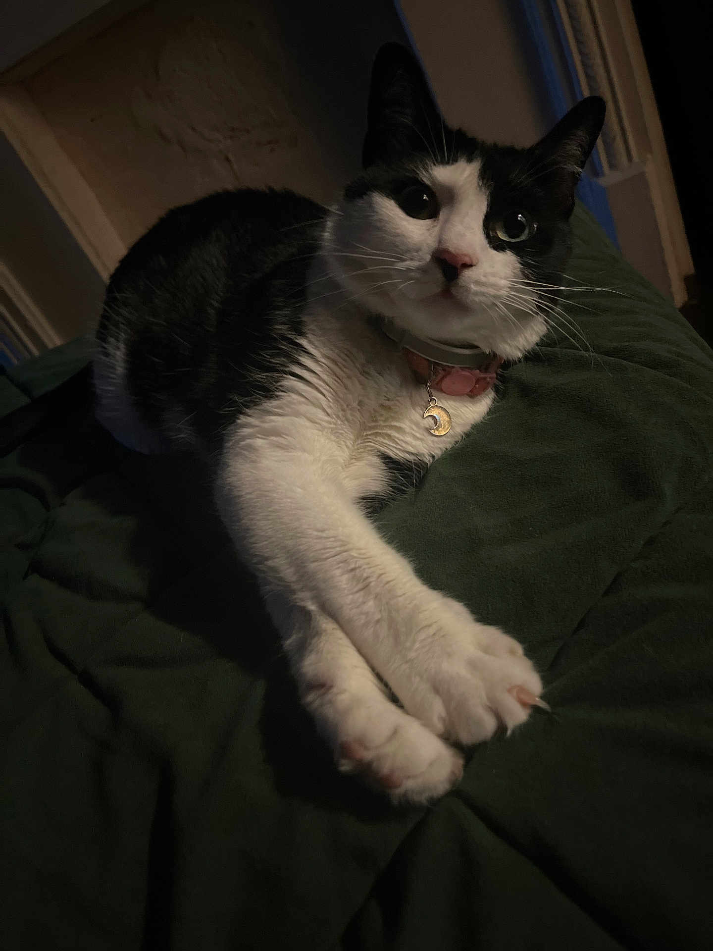 Paris is registered to the contest to win money with this photo: cat, black_and_white, pet, collar, moon_charm, paws, blanket, indoor, feline, relaxed, stretching, whiskers, cute, animal, fur, portrait, domestic, cozy, resting, curious