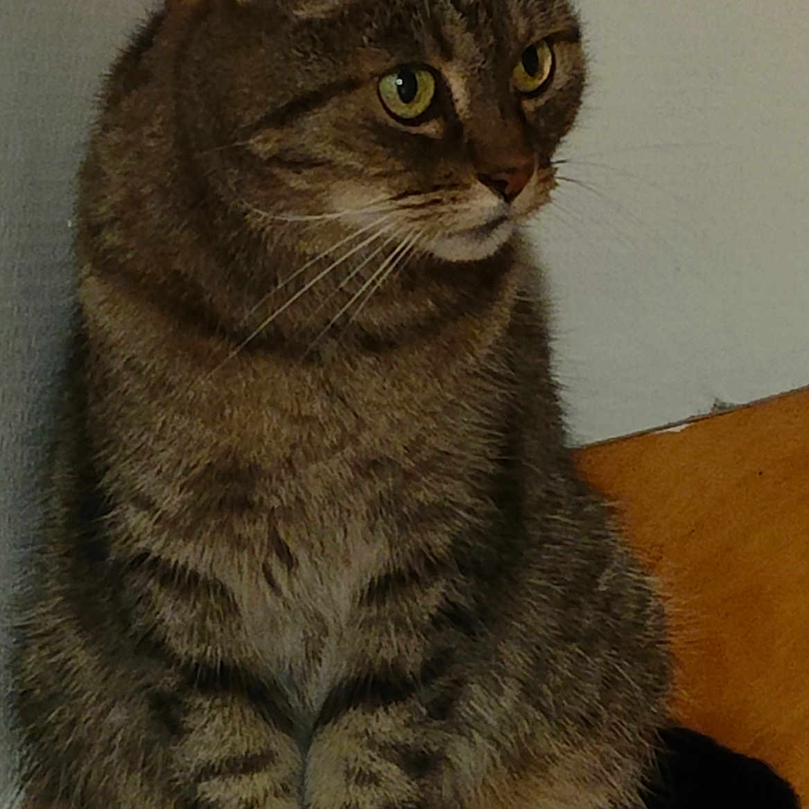 Mimi a rejoint le concours — aidez-le/la à gagner de superbes lots ! alert, animal, calm, cat, domestic_animal, ears, eyes, feline, fur, indoor, mammal, paws, pet, portrait, quiet, side_view, sitting, tabby_cat, whiskers, wood