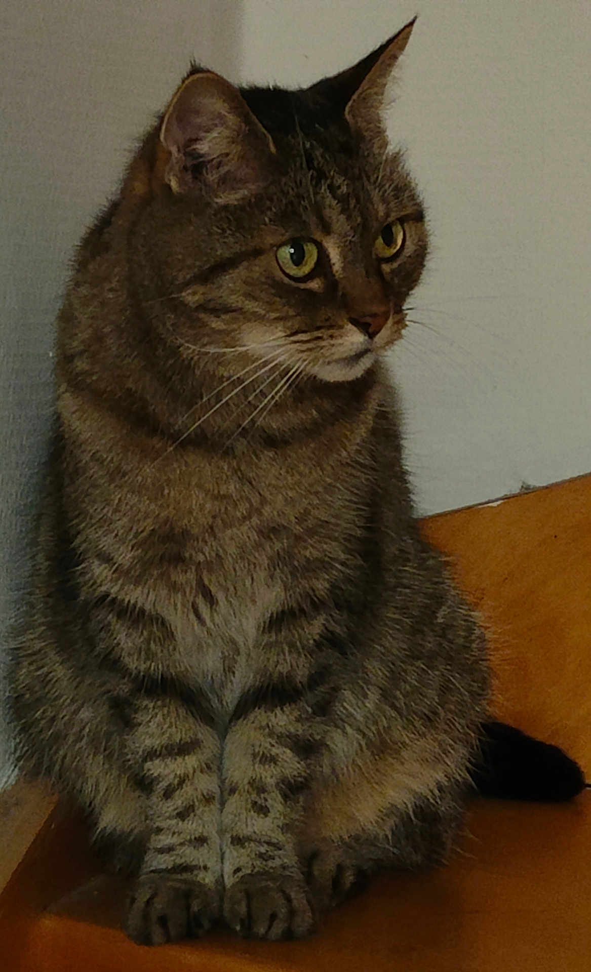 Mimi a rejoint le concours — aidez-le/la à gagner de superbes lots ! alert, animal, calm, cat, domestic_animal, ears, eyes, feline, fur, indoor, mammal, paws, pet, portrait, quiet, side_view, sitting, tabby_cat, whiskers, wood