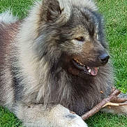 Pepsi participe au concours pour gagner de l'argent avec cette photo : dog, canine, grass, outdoor, pet, animal, fur, stick, nature, relaxed, laying, brown, gray, tongue, mouth, paw, ears, happy, closeup, daylight