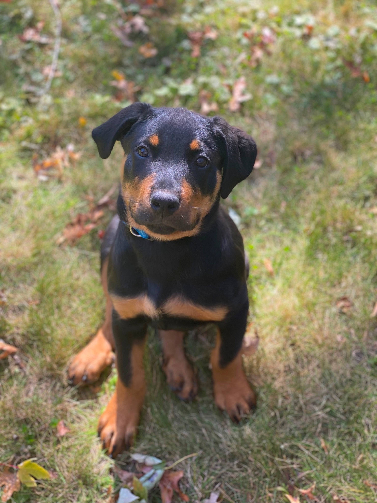 Koa is registered to the contest to win money with this photo: austrian_black_and_tan_hound, canidae, carlin_pinscher, carnivore, companion_dog, dog, dog_breed, grass, guard_dog, hound, hunting_dog, plant, rottweiler, snout, sporting_group, terrestrial_animal, working_animal, working_dog