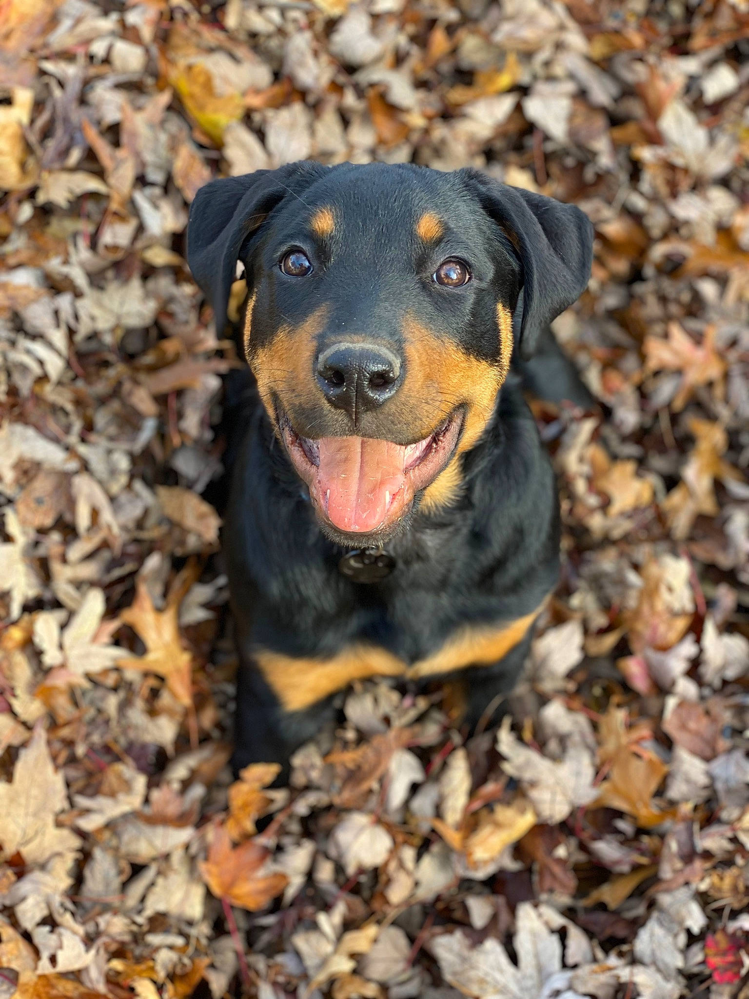 Koa is registered to the contest to win money with this photo: canidae, carnivore, companion_dog, dog, dog_breed, eye, grass, hunting_dog, snout, soil, sporting_group, terrestrial_animal, working_animal, working_dog