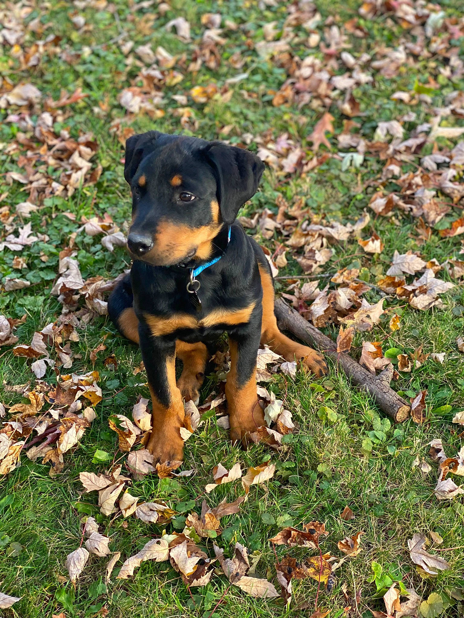 Koa is registered to the contest to win money with this photo: austrian_black_and_tan_hound, canidae, carlin_pinscher, carnivore, companion_dog, dog, dog_breed, grass, groundcover, guard_dog, hunting_dog, people_in_nature, plant, puppy, rottweiler, terrestrial_animal, working_animal, working_dog