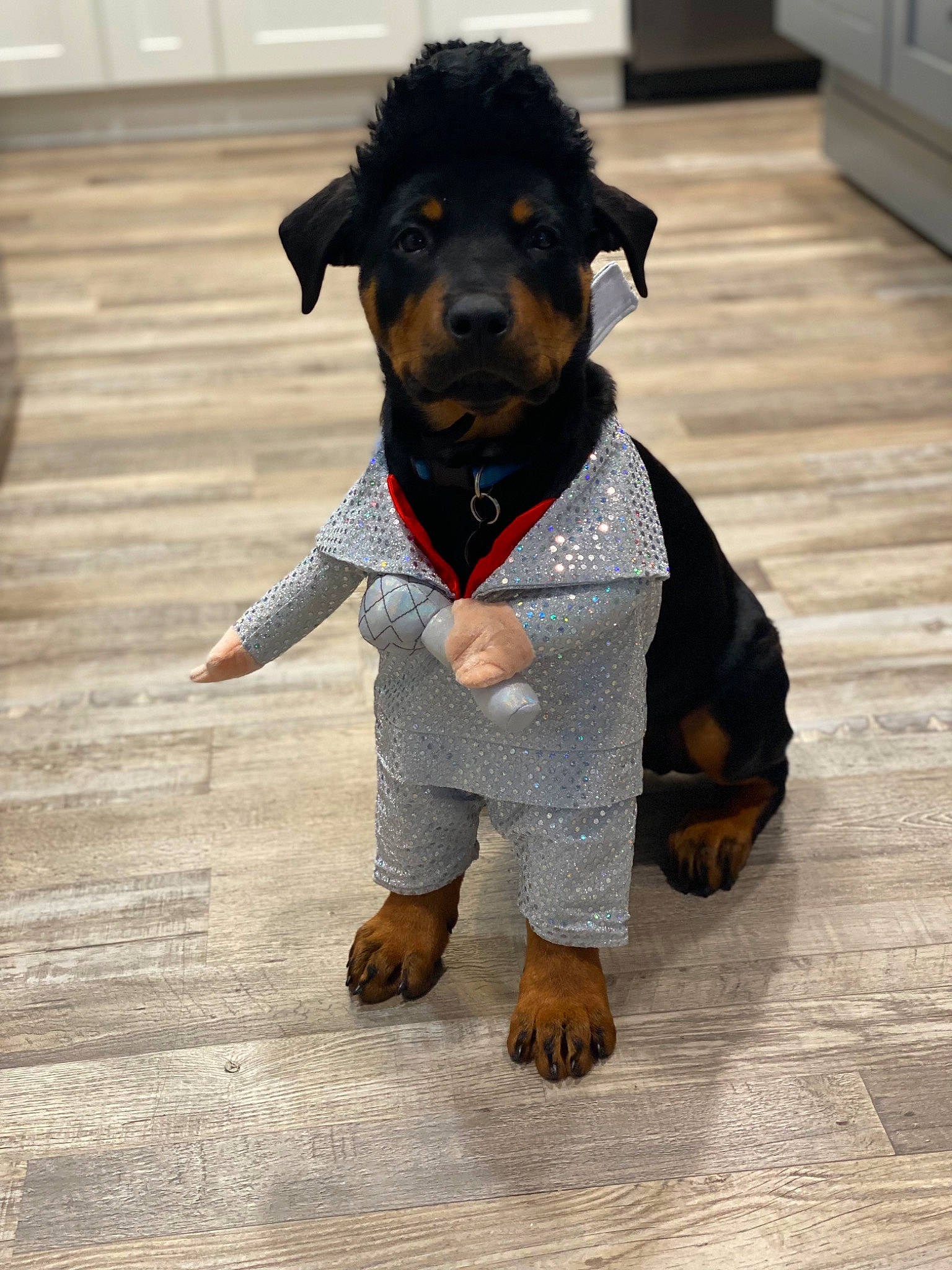 Koa joined the competition — help win amazing prizes! bow_tie, canidae, carnivore, collar, companion_dog, dog, dog_breed, dog_clothes, dog_collar, dog_supply, fashion_accessory, fawn, flooring, fur, leash, pet_supply, snout, sporting_group, wood, working_animal