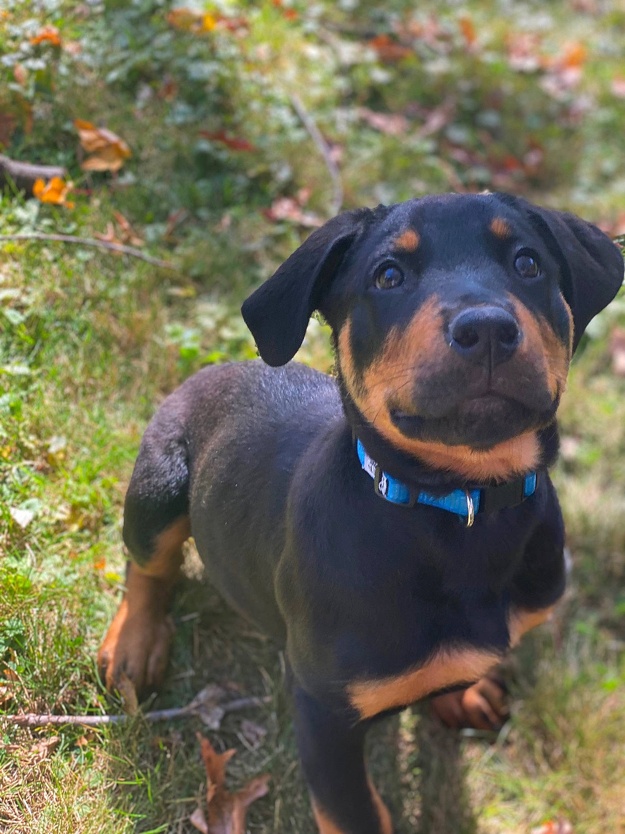 Koa is registered to the contest to win money with this photo: canidae, carnivore, collar, companion_dog, dog, dog_breed, dog_collar, grass, guard_dog, hound, hunting_dog, molosser, plant, rottweiler, scent_hound, terrestrial_animal, whiskers, working_animal, working_dog