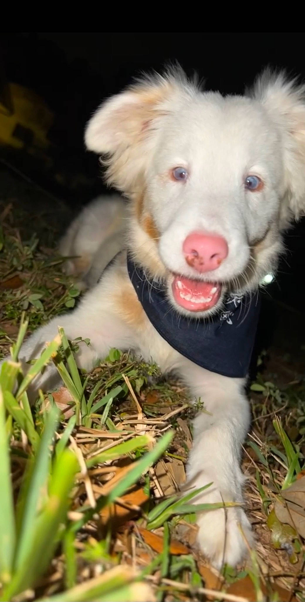 Kodak joined the competition — help win amazing prizes! canidae, carnivore, companion_dog, dog, dog_breed, fur, grass, plant, sporting_group, terrestrial_animal, whiskers, working_animal