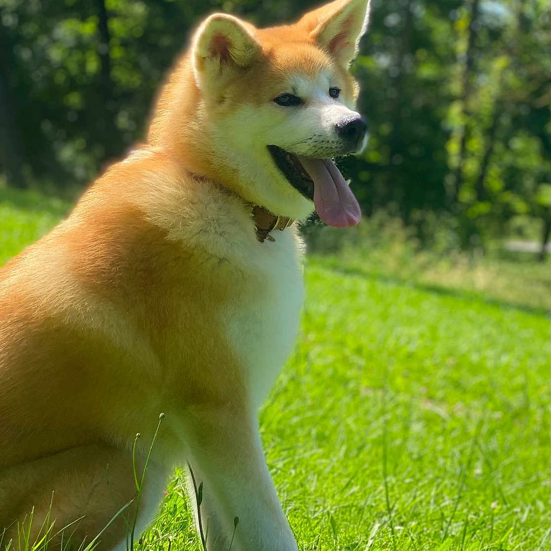 Kaïto a rejoint le concours — aidez-le/la à gagner de superbes lots ! animal, canine, dog, field, grass, grassland, green, grove, husky, land, lawn, nature, outdoors, park, pet, plant, puppy, tree, vegetation, woodland