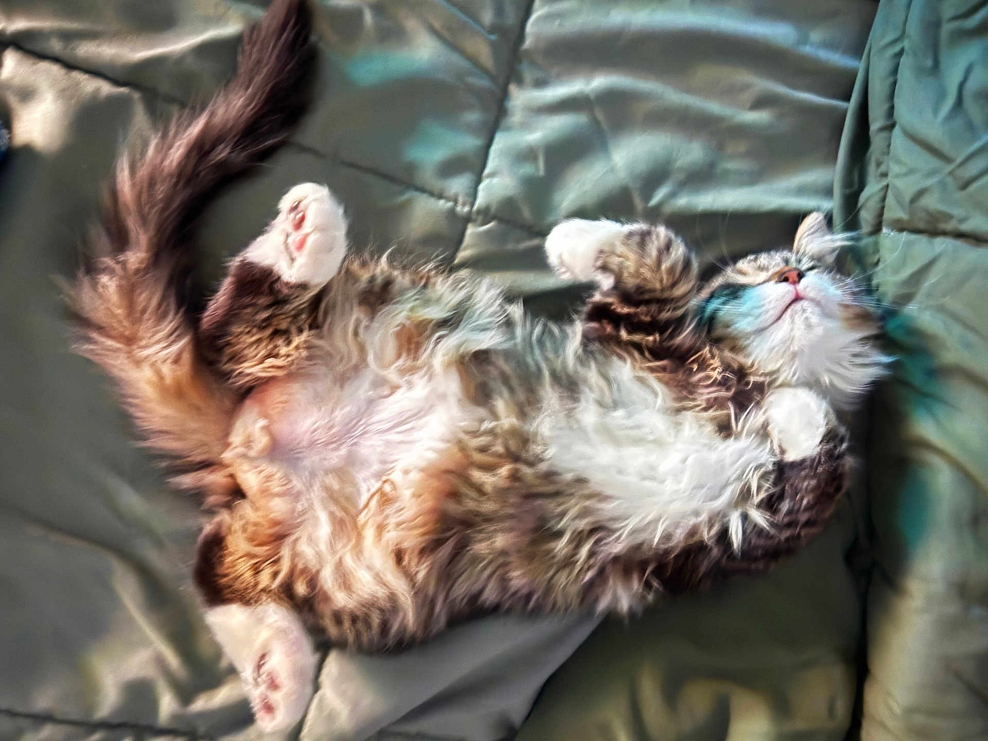 Minnow is registered to the contest to win money with this photo: cat, fluffy, relaxed, lying_down, pet, fur, whiskers, paw, tail, bed, quilt, indoor, sleepy, cute, animal, feline, cozy, resting, domestic, mammal