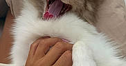 Kiki joined the competition — help win amazing prizes! animal, bed, cat, close_up, cream_fur, cuddling, cushion, fluffy, funny, human_hand, indoor, kitten, open_mouth, pet, pink_tongue, portrait, relaxed, whiskers, white_fur, yawning