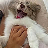 cat, kitten, fluffy, white_fur, cream_fur, yawning, open_mouth, pink_tongue, whiskers, pet, animal, indoor, cushion, bed, human_hand, cuddling, close_up, portrait, relaxed, funny