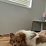 dog, puppy, fluffy, white_and_brown, lying_down, bed, bedroom, indoors, sleepy, resting, cute, pet, animal, fur, face, eyes, nose, window, blinds, desk