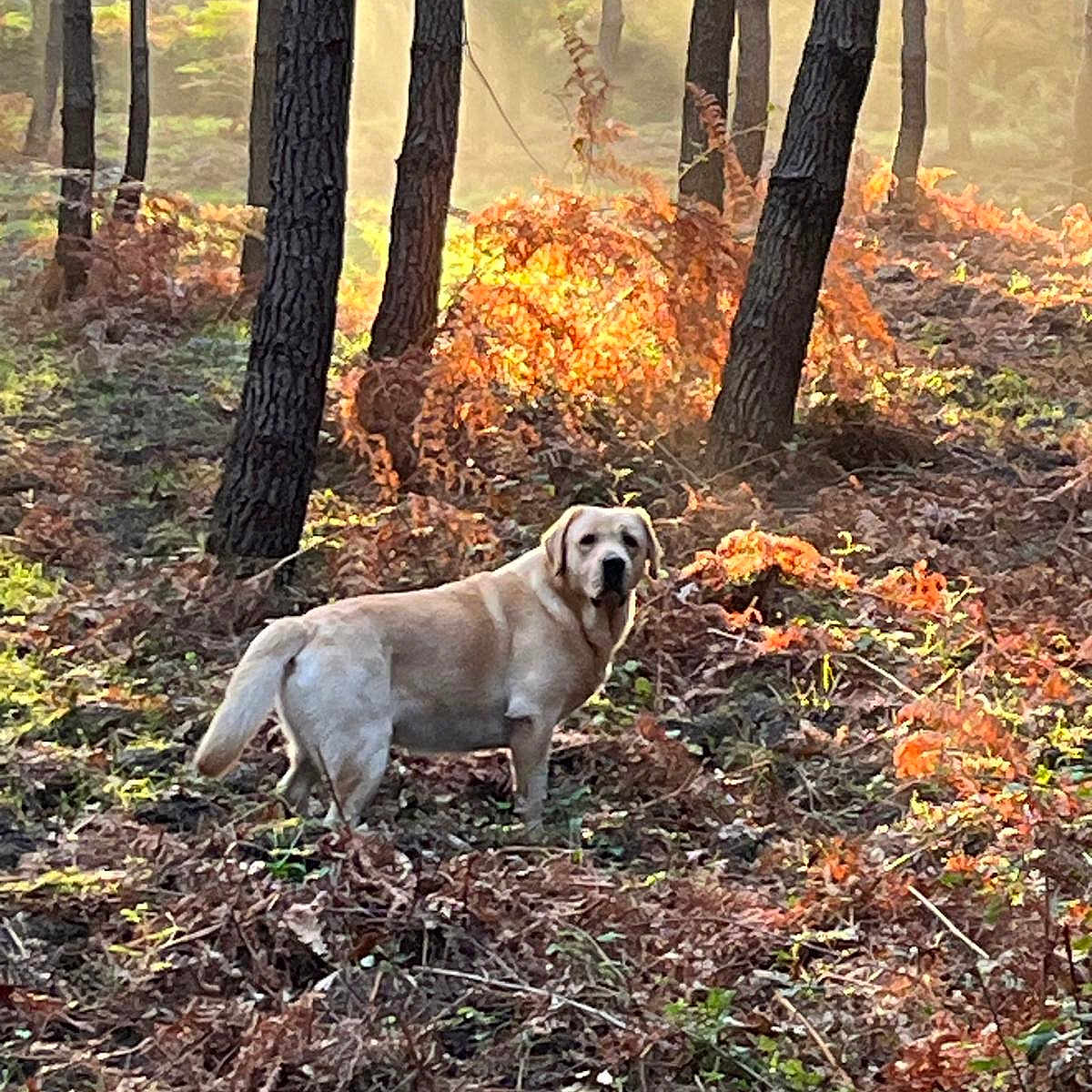 Royal Kingdom participe au concours pour gagner de l'argent avec cette photo : animal, autumn, bark, brown, canine, daylight, dog, flora, forest, green, ground, leaves, mist, nature, outdoor, pet, scenery, sunlight, trees, wildlife
