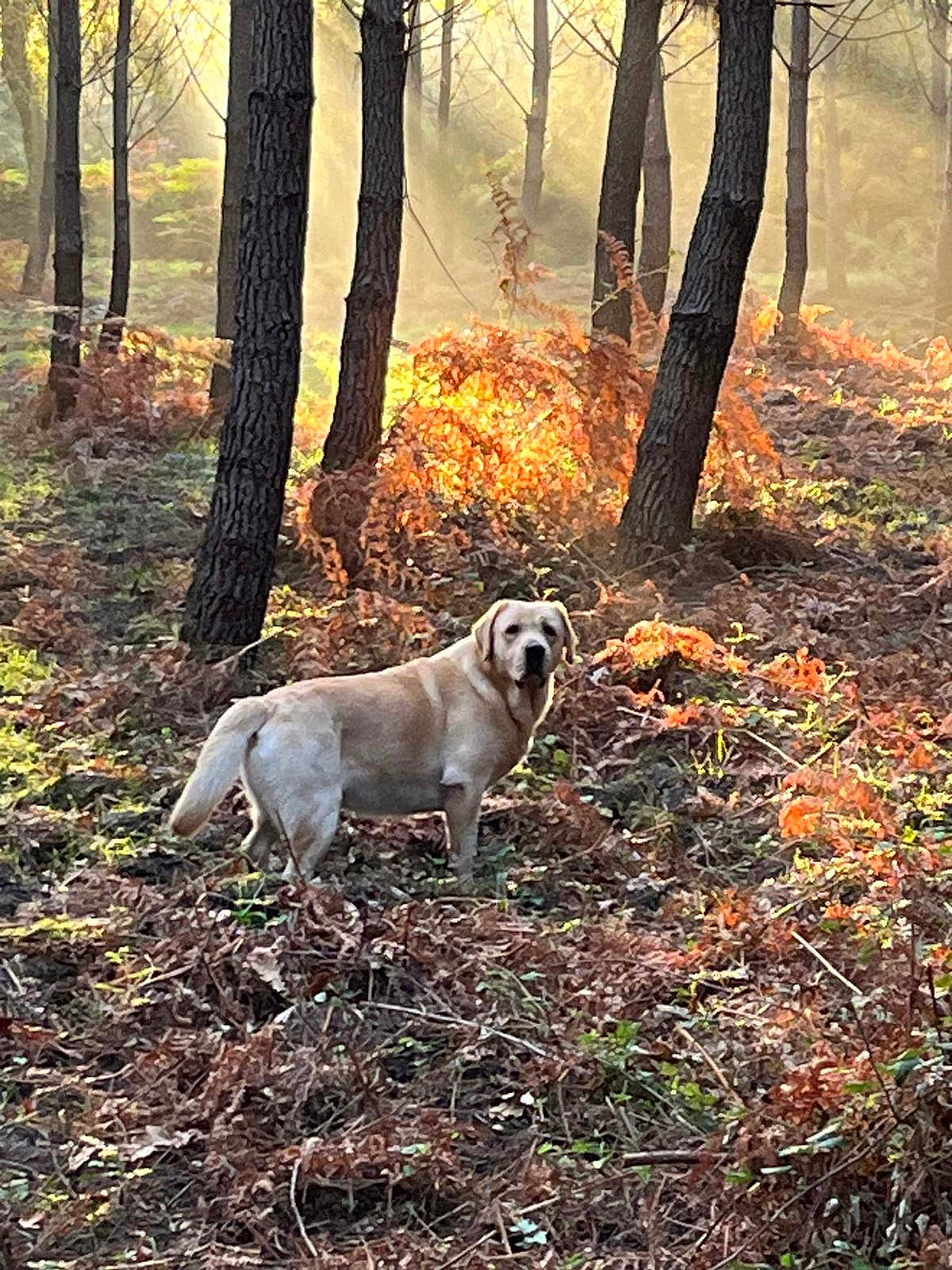 Royal Kingdom participe au concours pour gagner de l'argent avec cette photo : animal, autumn, bark, brown, canine, daylight, dog, flora, forest, green, ground, leaves, mist, nature, outdoor, pet, scenery, sunlight, trees, wildlife