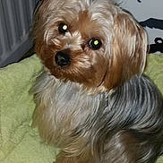 Maya participe au concours pour gagner de l'argent avec cette photo : australian_silky_terrier, biewer_terrier, bolonka, carnivoran, cavapoo, chinese_imperial_dog, companion_dog, dog, dog_breed, dog_breed_group, dog_like_mammal, havanese, lowchen, morkie, poodle_crossbreed, small_terrier, snout, terrier, toy_dog, yorkshire_terrier