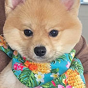 Toto is registered to the contest to win money with this photo: accessory, animal, bandana, black_nose, closeup, colorful, cute, dog, ears, eyes, flower_pattern, fluffy, fur, holding, human_hand, indoors, pet, portrait, puppy, tropical