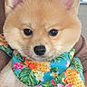 accessory, animal, bandana, black_nose, closeup, colorful, cute, dog, ears, eyes, flower_pattern, fluffy, fur, holding, human_hand, indoors, pet, portrait, puppy, tropical