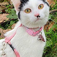Laya participe au concours pour gagner de l'argent avec cette photo : cat, white_cat, black_markings, pink_harness, pink_collar, bell, outdoor, grass, leaves, nature, pet, animal, closeup, curious, feline, whiskers, ears, yellow_eyes, young_cat, portrait