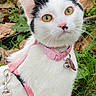 cat, white_cat, black_markings, pink_harness, pink_collar, bell, outdoor, grass, leaves, nature, pet, animal, closeup, curious, feline, whiskers, ears, yellow_eyes, young_cat, portrait