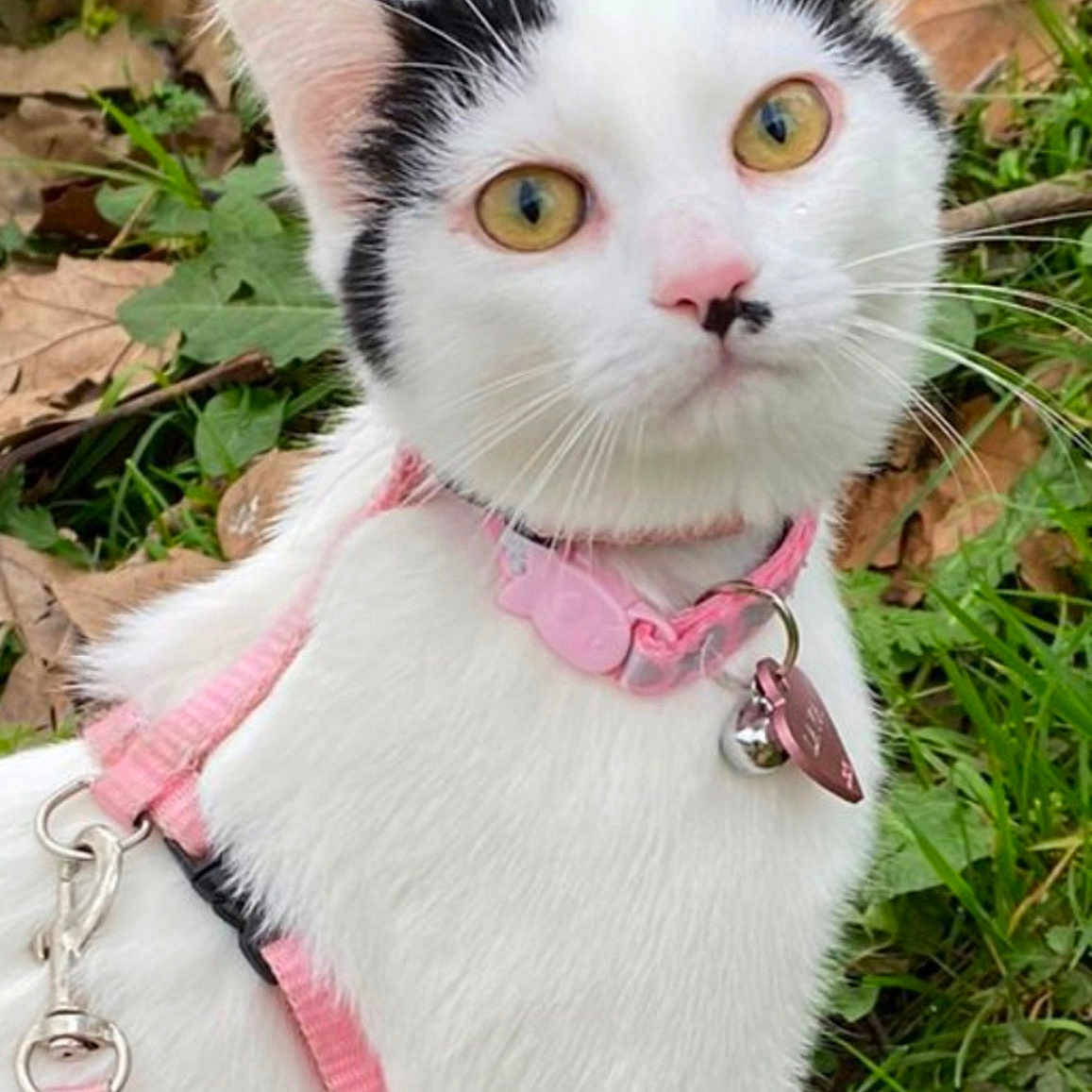 Laya participe au concours pour gagner de l'argent avec cette photo : cat, white_cat, black_markings, pink_harness, pink_collar, bell, outdoor, grass, leaves, nature, pet, animal, closeup, curious, feline, whiskers, ears, yellow_eyes, young_cat, portrait