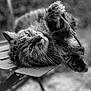 Minette a rejoint le concours — aidez-le/la à gagner de superbes lots ! abyssinian, animal, bench, blackcat, bodypart, canine, cat, chair, dog, electronics, finger, furniture, hand, kitten, manx, mouth, person, pet, sleeping, snout