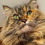 Minette a rejoint le concours — aidez-le/la à gagner de superbes lots ! cat, fluffy, green_eyes, portrait, close_up, feline, whiskers, fur, animal, pet, cute, indoor, mammal, ears, nose, face, tabby, alert, soft, domestic_cat