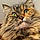Minette