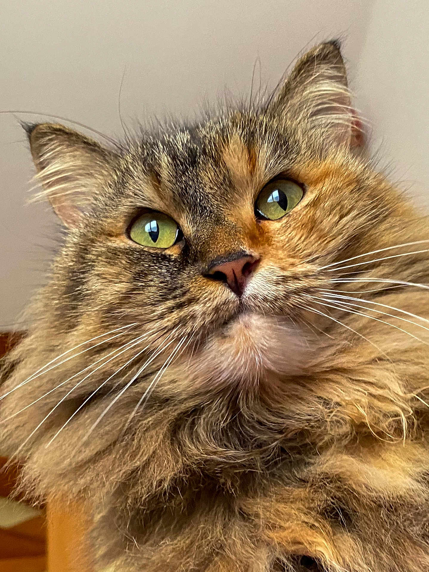 Minette