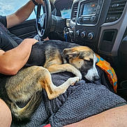 Milo joined the competition — help win amazing prizes! dog, person, car_interior, steering_wheel, blanket, seatbelt, hand, dashboard, window, sky, sleeping, resting, lap, clothing, towel, radio, knobs, arm, comfort, casual