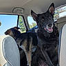 Milo is registered to the contest to win money with this photo: dog, black_dog, tan_dog, car_interior, backseat, window, sunlight, leather_seat, happy_dog, tongue_out, pet, animal, canine, seat, car_ride, daylight, trees_outside, looking_out_window, domestic_animal, two_dogs