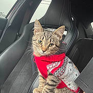 Meatball is registered to the contest to win money with this photo: animal, car, car_interior, cat, curious, cute, feline, fur, gray, kitten, pet, rain, raindrops, red, seat, sweater, tabby, whiskers, window, young