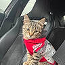 animal, car, car_interior, cat, curious, cute, feline, fur, gray, kitten, pet, rain, raindrops, red, seat, sweater, tabby, whiskers, window, young