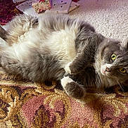 Petunia is registered to the contest to win money with this photo: cat, animal, pet, fur, gray, white, carpet, indoor, relaxed, cute, whiskers, paws, lying_down, home, cozy, pattern, yellow_eyes, fluffy, looking, mammal