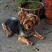 Maxwell joined the competition — help win amazing prizes! alert, black_fur, brown_fur, concrete, cute, dog, ears, fluffy, leaf_litter, lying_down, outdoor, paws, pet, plant_pot, planter, porch, portrait, small_dog, terracotta_pot, yorkshire_terrier