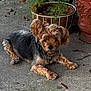 alert, black_fur, brown_fur, concrete, cute, dog, ears, fluffy, leaf_litter, lying_down, outdoor, paws, pet, plant_pot, planter, porch, portrait, small_dog, terracotta_pot, yorkshire_terrier