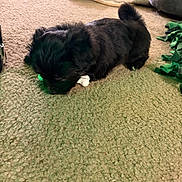 Bob is registered to the contest to win money with this photo: animal, black_dog, blanket, carpet, cozy, curious, cute, dog, floor, fur, home, indoor, laying_down, pet, playful, puppy, small_dog, sniffing, soft_toy, young_dog