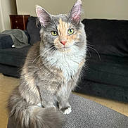 Cinnamon is registered to the contest to win money with this photo: cat, indoor, furniture, sofa, couch, pet, animal, fluffy, gray, green_eyes, curious, sitting, domestic_cat, long_hair, tail, whiskers, ears, cute, portrait, house