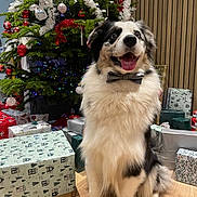Umeo participe au concours pour gagner de l'argent avec cette photo : black_and_white_dog, bow_tie, celebration, christmas_lights, christmas_tree, decorations, dog, festive, floor, fur, happy, holiday, indoor, ornaments, pet, presents, smiling_dog, tongue_out, wooden_floor, wrapped_gifts