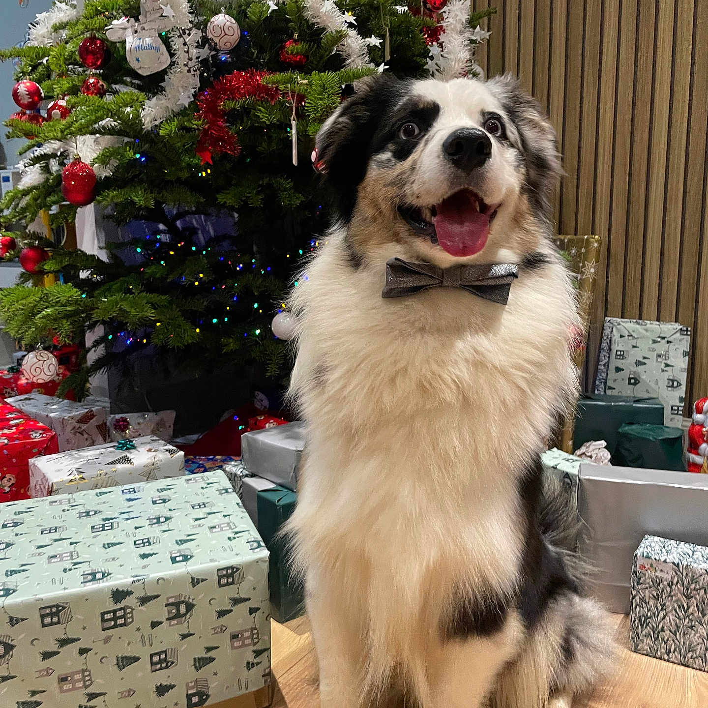 Umeo participe au concours pour gagner de l'argent avec cette photo : black_and_white_dog, bow_tie, celebration, christmas_lights, christmas_tree, decorations, dog, festive, floor, fur, happy, holiday, indoor, ornaments, pet, presents, smiling_dog, tongue_out, wooden_floor, wrapped_gifts