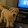 Murphy joined the competition — help win amazing prizes! animal, carpet, couch, curly_coat, dog, fluffy, furniture, happy, home, indoor, light, living_room, pet, playful, screen, standing, television, tongue_out, window_blinds, wooden_table
