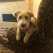 Murphy is registered to the contest to win money with this photo: animal, carpet, couch, cozy, curious, cute, dog, dog_toys, fireplace, floor, furniture, home, indoor, living_room, mammal, patterned_fabric, pet, pink_harness, television, wood_floor