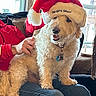 Murphy is registered to the contest to win money with this photo: blue_jeans, casual, christmas, couch, cozy, daylight, dog, fur, holiday, indoor, lap, living_room, person, pet, red_shirt, santa_hat, screen_capture, seated, smiling, window