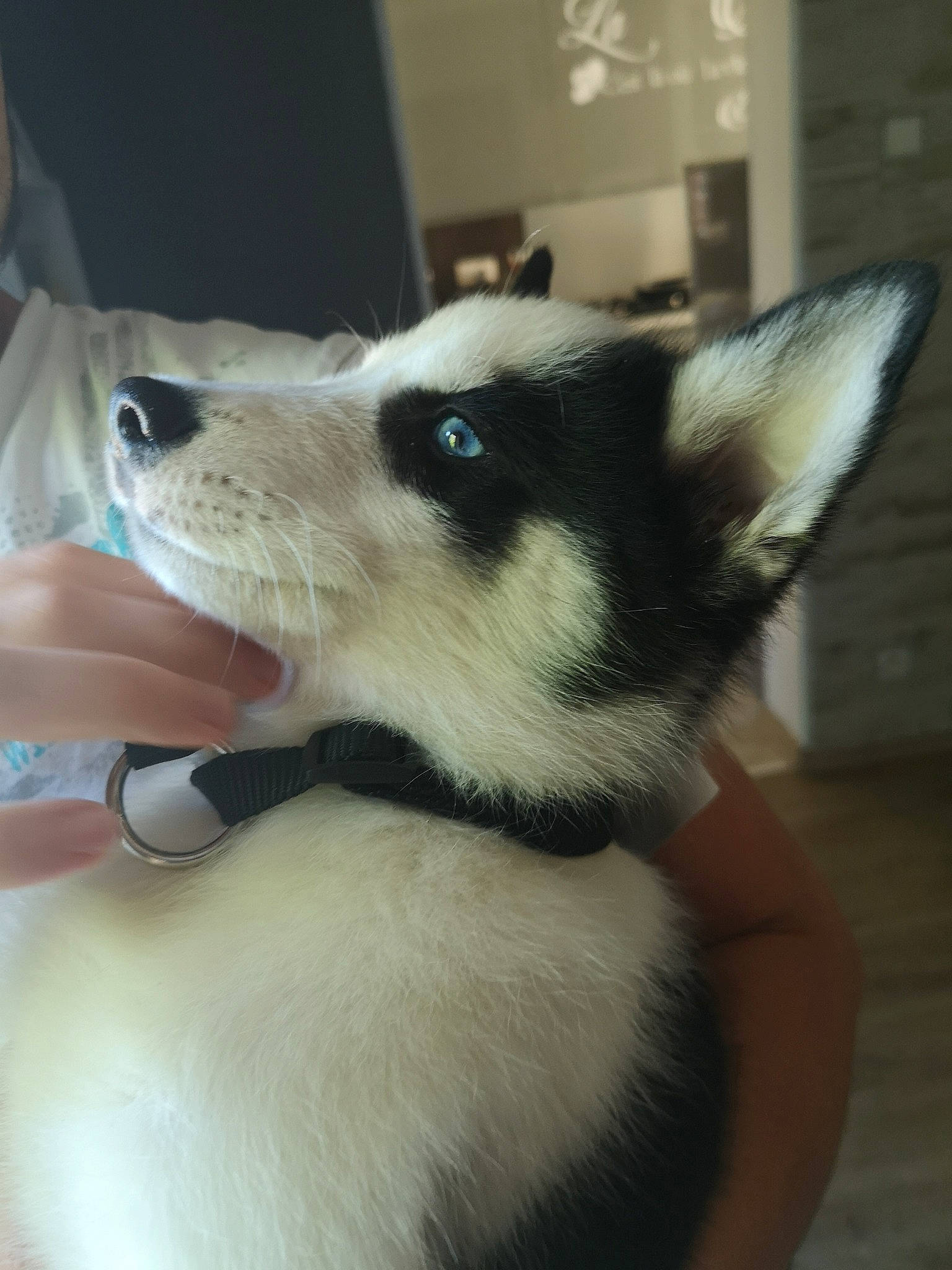 Pooky a rejoint le concours — aidez-le/la à gagner de superbes lots ! alaskan_klee_kai, alaskan_malamute, canidae, carnivore, dog, dog_breed, east_siberian_laika, fur, mammal, miniature_siberian_husky, puppy, rare_breed_dog, sakhalin_husky, siberian_husky, sled_dog, snout, sporting_group, vertebrate, whiskers, wolfdog