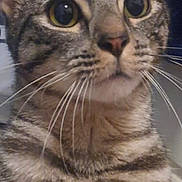 Loki is registered to the contest to win money with this photo: animal, bed, cat, close_up, curious, domestic, ears, eyes, feline, fur, human_arm, indoor, looking_up, mammal, pet, portrait, soft_light, striped, tabby, whiskers