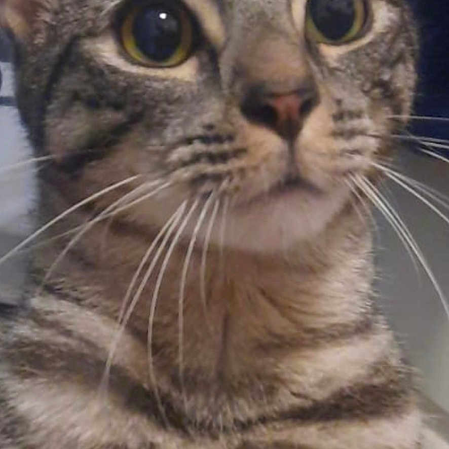 Loki is registered to the contest to win money with this photo: animal, bed, cat, close_up, curious, domestic, ears, eyes, feline, fur, human_arm, indoor, looking_up, mammal, pet, portrait, soft_light, striped, tabby, whiskers