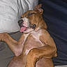 Chiara is registered to the contest to win money with this photo: puppy, dog, sleeping, tongue_out, brown_fur, white_paw, close_up, indoor, pillow, resting, cute, pet, animal, relaxed, fur, canine, domestic_animal, snout, ear, belly