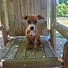 puppy, dog, wooden_chair, outdoor, sunlight, shadow, leaf, pet, brown, white_patch, cute, animal, sitting, young, nature, daylight, fence, garden, wood, portrait