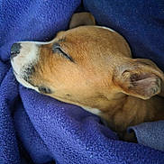 Chiara joined the competition — help win amazing prizes! dog, puppy, sleeping, blanket, blue, cozy, fur, closeup, rest, relaxation, cute, pet, animal, snug, warm, comfort, texture, soft, nap, indoors