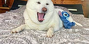Yuki a rejoint le concours — aidez-le/la à gagner de superbes lots ! dog, white_dog, bed, bedspread, plush_toy, stitch_toy, yawning, wooden_wall, painting, indoor, cozy, pet, animal, cute, relaxed, fur, nose, ears, paws, furniture